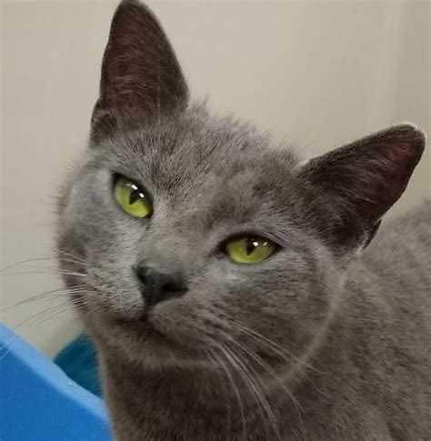 russian blue cats for adoption near me
